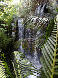 Waterfall at the Jungle area at the Palma Aquarium