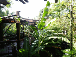 Walkway and plants at the Jungle area at the Palma Aquarium