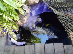 Fishes at the Jungle area at the Palma Aquarium