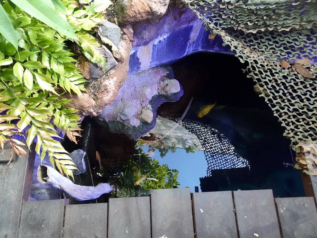 Fishes at the Jungle area at the Palma Aquarium