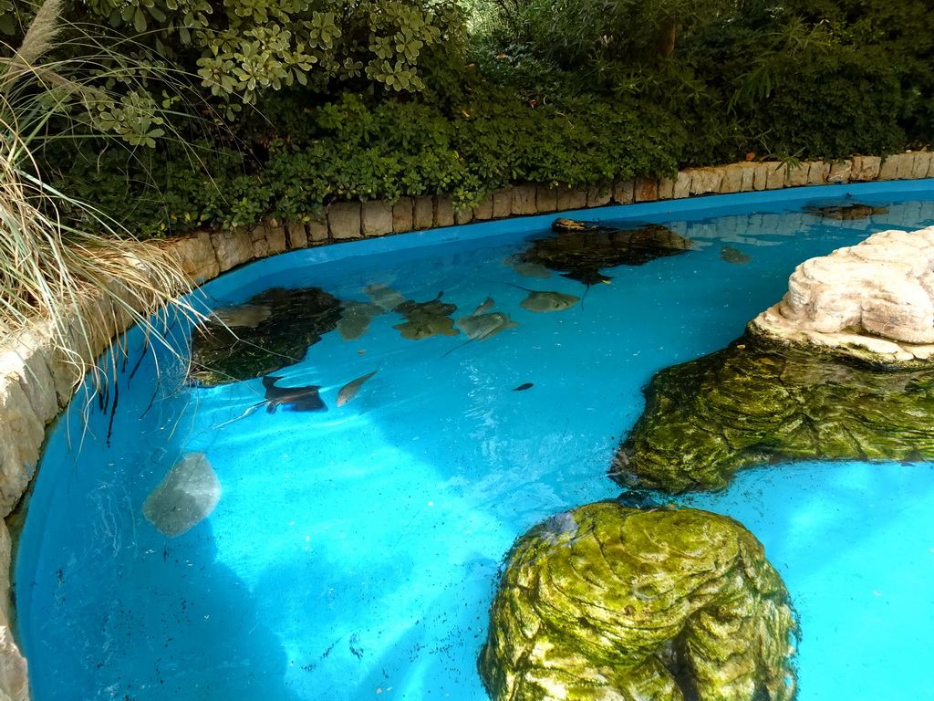 Stingrays and other fish at the Mediterranean Gardens at the Palma Aquarium