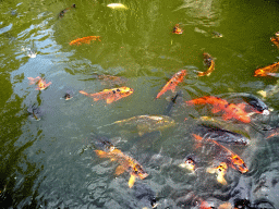 Koi at the Mediterranean Gardens at the Palma Aquarium