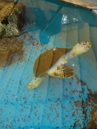 Hawksbill Turtle at the Mediterranean Gardens at the Palma Aquarium
