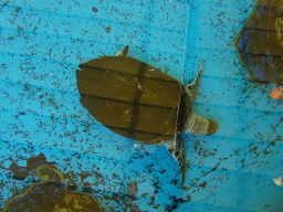 Hawksbill Turtle at the Mediterranean Gardens at the Palma Aquarium