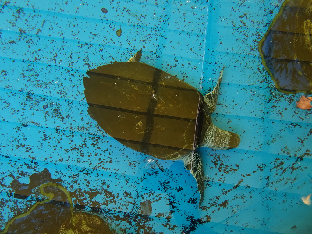 Hawksbill Turtle at the Mediterranean Gardens at the Palma Aquarium