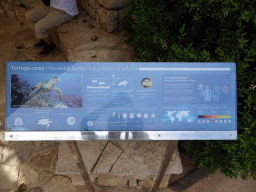 Explanation on the Hawksbill Turtle at the Mediterranean Gardens at the Palma Aquarium