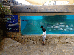 Max with Stingray and Jellyfish toys with a Eagle Ray and other fishes at the Mediterranean Gardens at the Palma Aquarium, with explanation