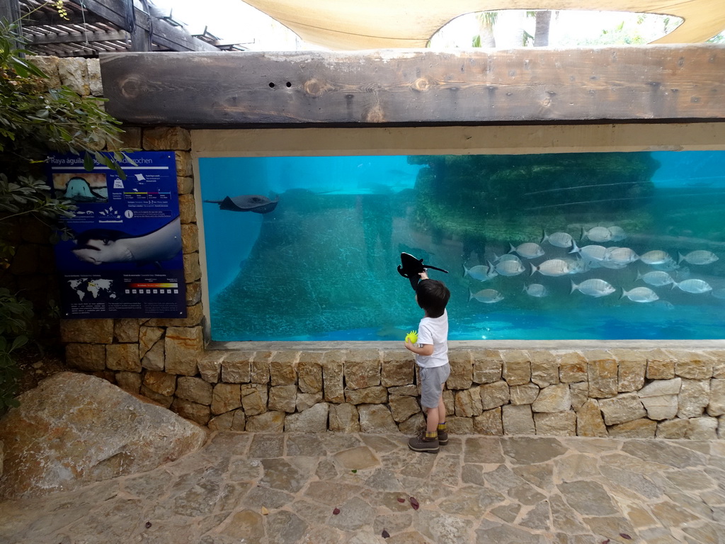 Max with Stingray and Jellyfish toys with a Eagle Ray and other fishes at the Mediterranean Gardens at the Palma Aquarium, with explanation