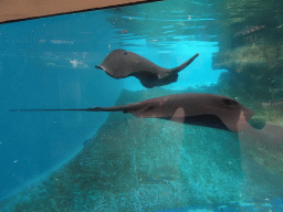 Eagle Rays at the Mediterranean Gardens at the Palma Aquarium