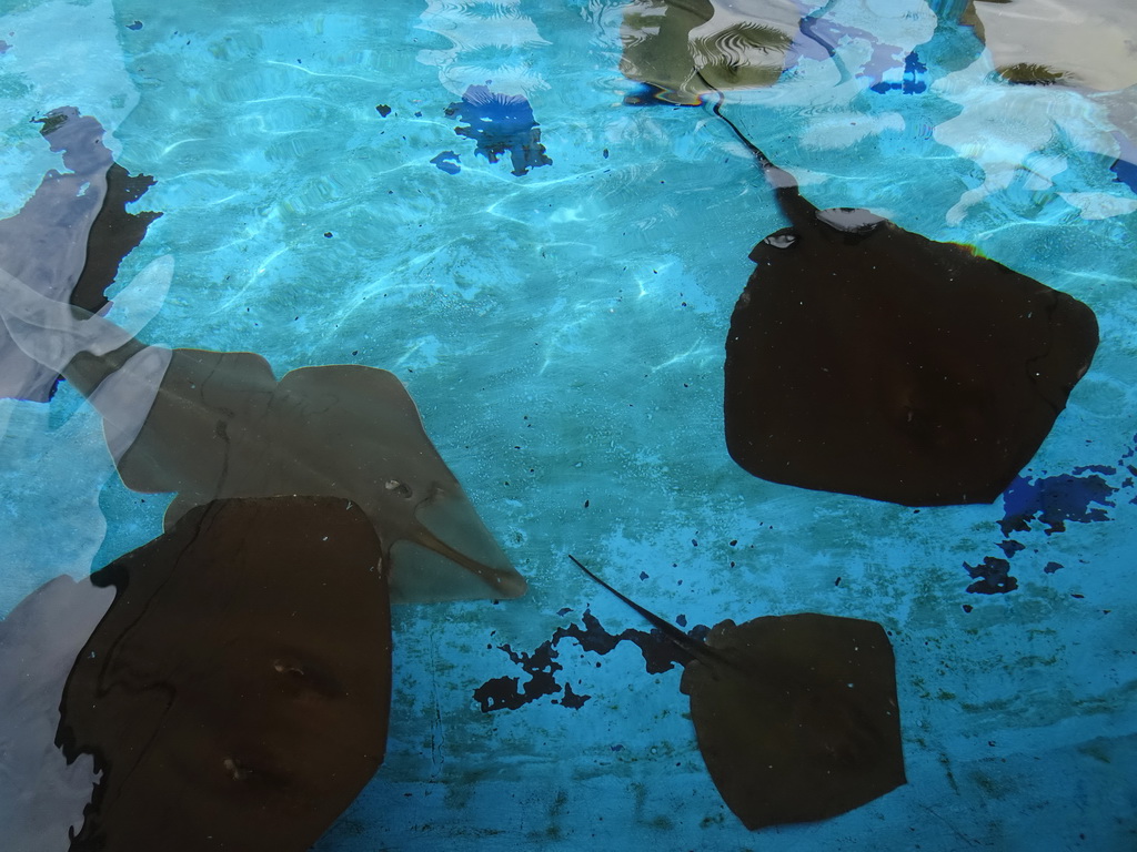 Eagle Rays at the Mediterranean Gardens at the Palma Aquarium