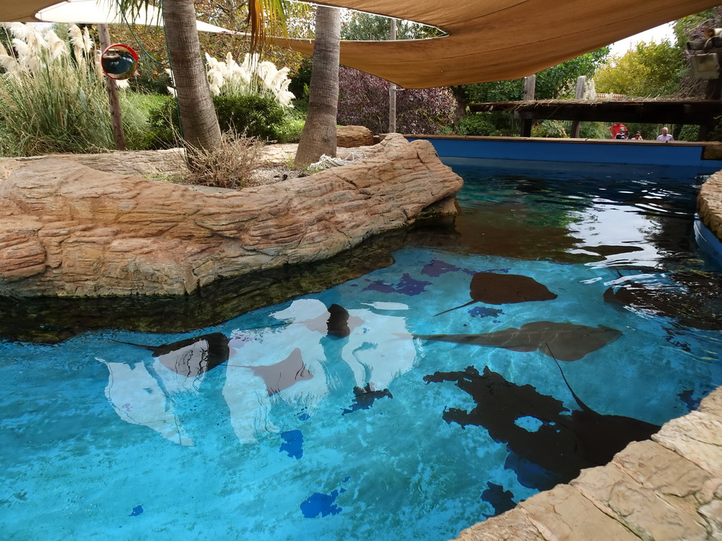 Eagle Rays at the Mediterranean Gardens at the Palma Aquarium