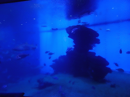 Fishes at the Big Blue area at the Palma Aquarium