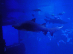 Sharks and other fishes at the Big Blue area at the Palma Aquarium