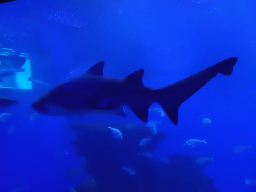 Shark and other fishes at the Big Blue area at the Palma Aquarium