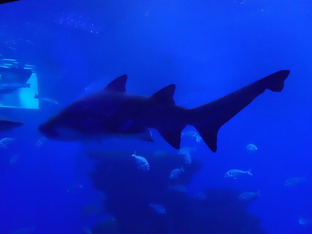 Shark and other fishes at the Big Blue area at the Palma Aquarium
