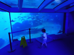 Max with Sharks, Stingrays and other fishes at the Big Blue area at the Palma Aquarium