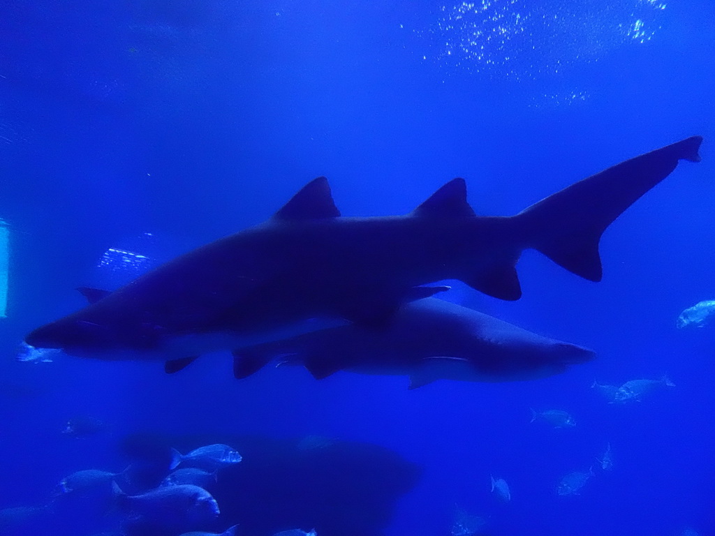 Sharks and other fishes at the Big Blue area at the Palma Aquarium