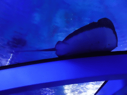 Stingray at the Big Blue area at the Palma Aquarium