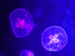 Jellyfishes at the Jellyfish area at the Palma Aquarium