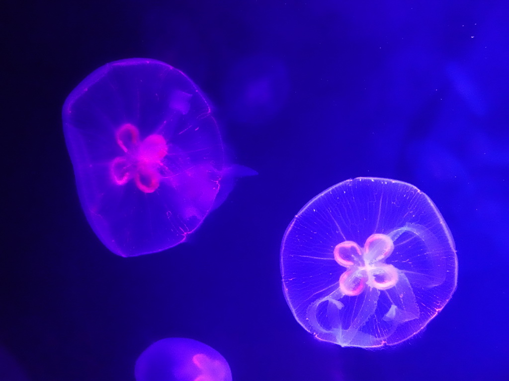 Jellyfishes at the Jellyfish area at the Palma Aquarium