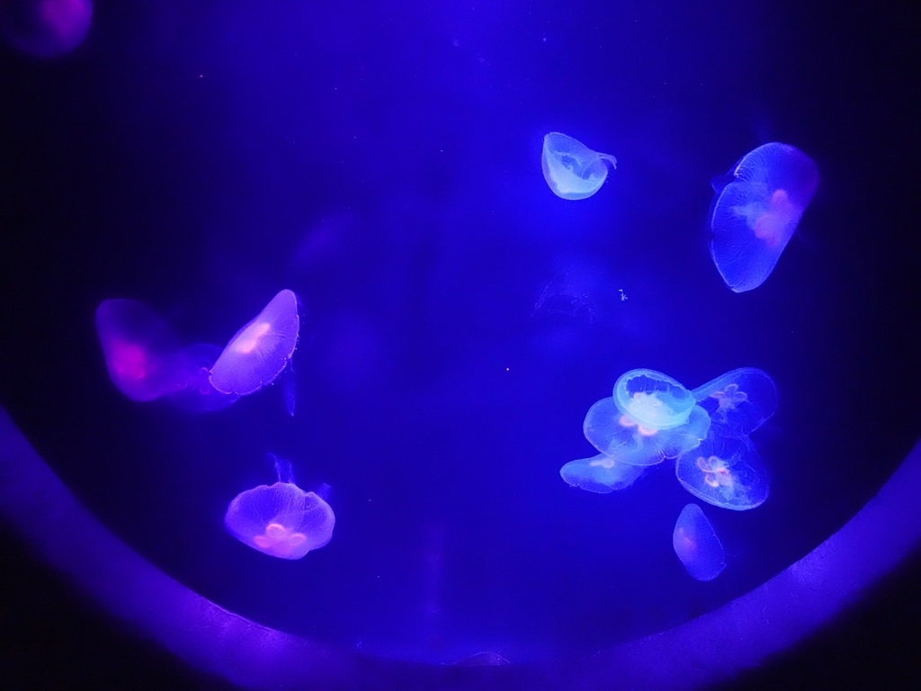 Jellyfishes at the Jellyfish area at the Palma Aquarium