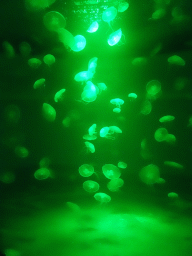 Jellyfishes at the Jellyfish area at the Palma Aquarium