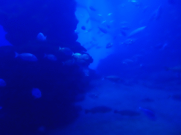 Fishes at the Big Blue area at the Palma Aquarium