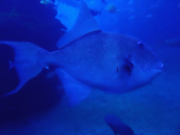 Fishes at the Big Blue area at the Palma Aquarium