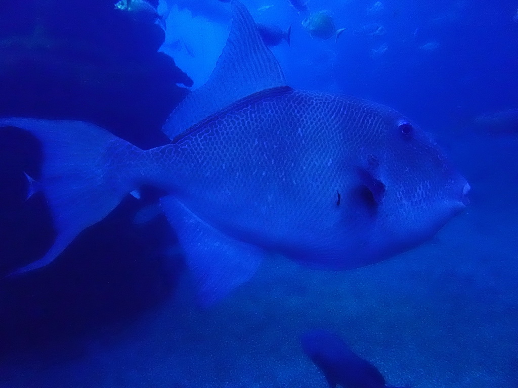 Fishes at the Big Blue area at the Palma Aquarium