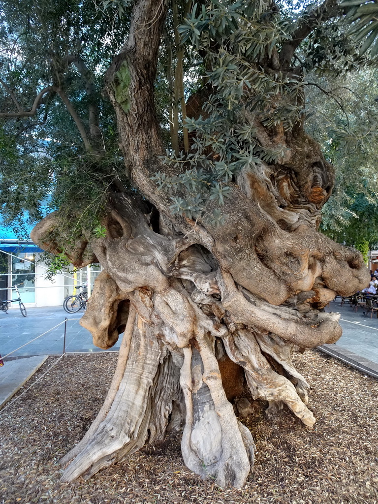 Tree at the Plaça de Cort square