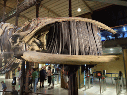 Whale skeleton at the ground floor of the Grande Galerie de l`Évolution museum