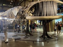 Miaomiao with a Whale skeleton at the ground floor of the Grande Galerie de l`Évolution museum