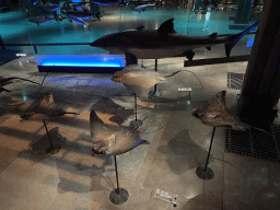 Stuffed Stingrays, Shark and other fishes at the ground floor of the Grande Galerie de l`Évolution museum, with explanation