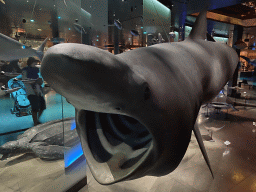 Stuffed Shark at the ground floor of the Grande Galerie de l`Évolution museum
