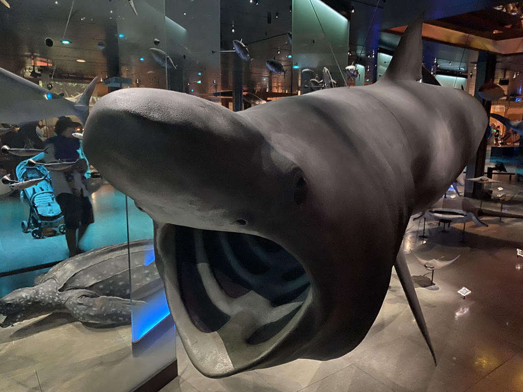 Stuffed Shark at the ground floor of the Grande Galerie de l`Évolution museum