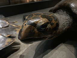 Head of a Stuffed Turtle at the ground floor of the Grande Galerie de l`Évolution museum