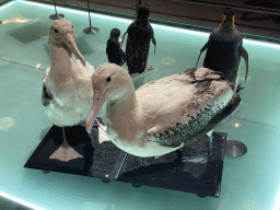 Stuffed birds at the ground floor of the Grande Galerie de l`Évolution museum