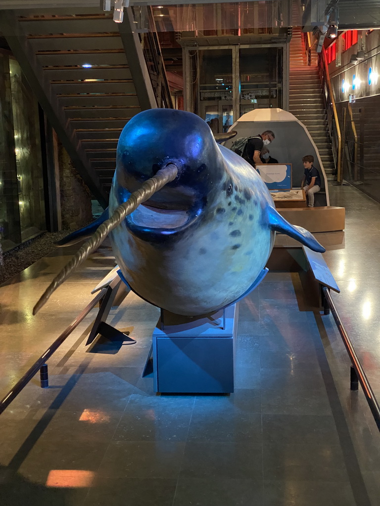 Stuffed Narwhal at the ground floor of the Grande Galerie de l`Évolution museum