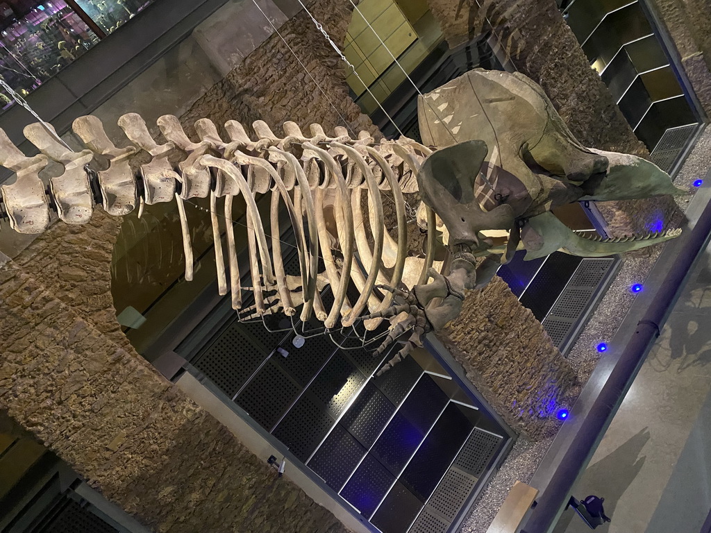Sperm Whale skeleton at the ground floor of the Grande Galerie de l`Évolution museum