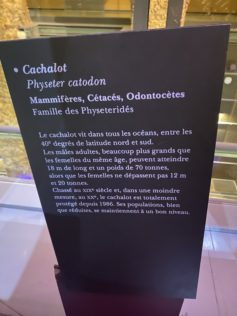 Information on the Sperm Whale at the ground floor of the Grande Galerie de l`Évolution museum