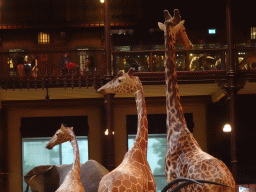 Stuffed Giraffes at the first floor of the Grande Galerie de l`Évolution museum