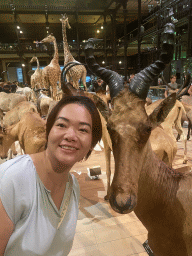 Miaomiao with a stuffed Hartebeest and other animals at the first floor of the Grande Galerie de l`Évolution museum
