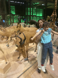 Miaomiao and Max with stuffed Hartebeests and other animals at the first floor of the Grande Galerie de l`Évolution museum