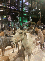 Stuffed Antelopes and other animals at the first floor of the Grande Galerie de l`Évolution museum