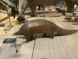 Stuffed Ground Pangolin at the first floor of the Grande Galerie de l`Évolution museum, with explanation