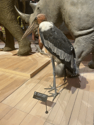 Stuffed Marabou Stork at the first floor of the Grande Galerie de l`Évolution museum, with explanation