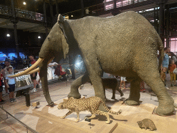 Stuffed Elephants and Cheetah at the first floor of the Grande Galerie de l`Évolution museum, with explanation