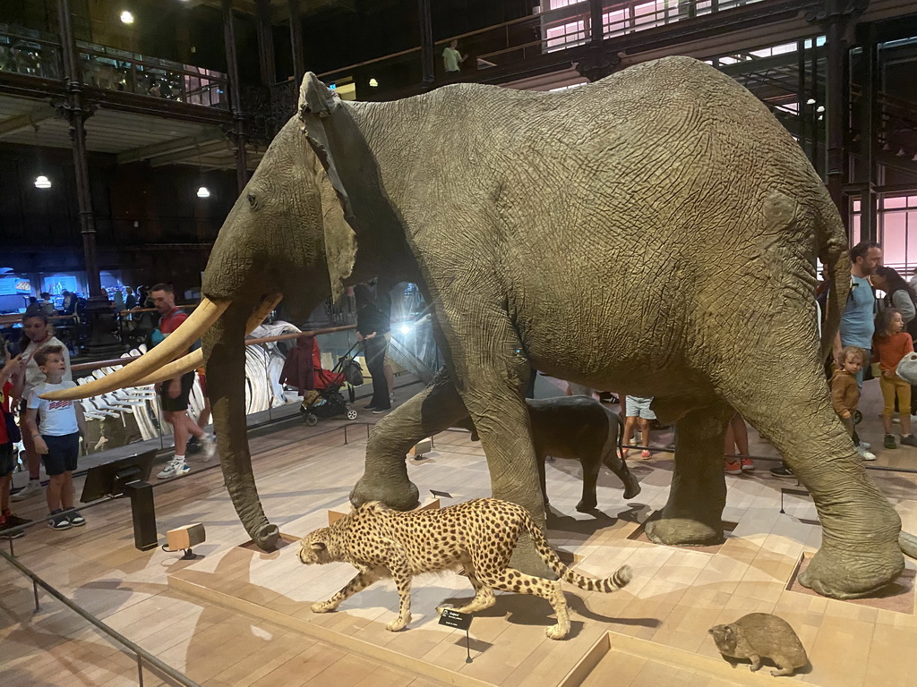 Stuffed Elephants and Cheetah at the first floor of the Grande Galerie de l`Évolution museum, with explanation
