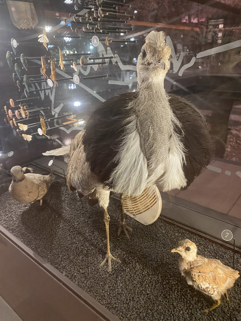 Stuffed birds at the first floor of the Grande Galerie de l`Évolution museum, with explanation