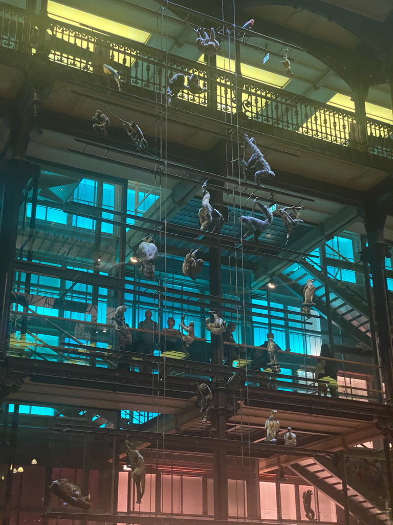 Stuffed monkeys hanging from the ceiling of the Grande Galerie de l`Évolution museum, viewed from the first floor